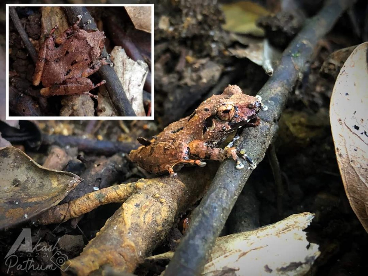 Pseudophilautus silvaticus Manamendra-Arachchi & Pethiyagoda 2005